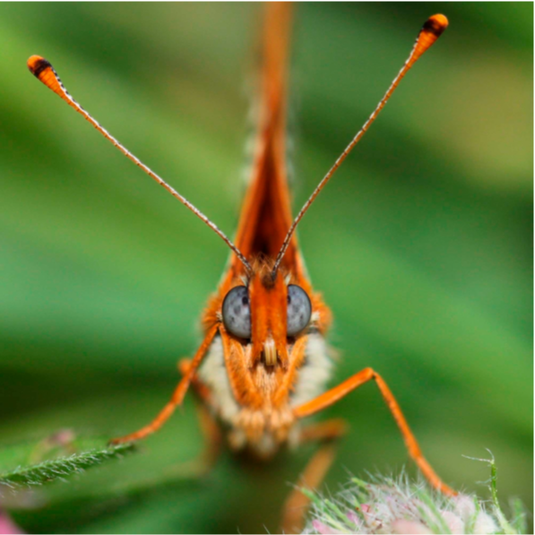 Mélitée orangée-Melitaea didyma par FOUASSON Marie