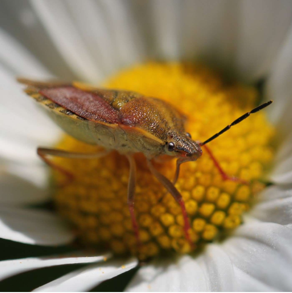 Dolycoris baccarum , la punaise des baies ou pentatome des baies par FOUASSON Marie