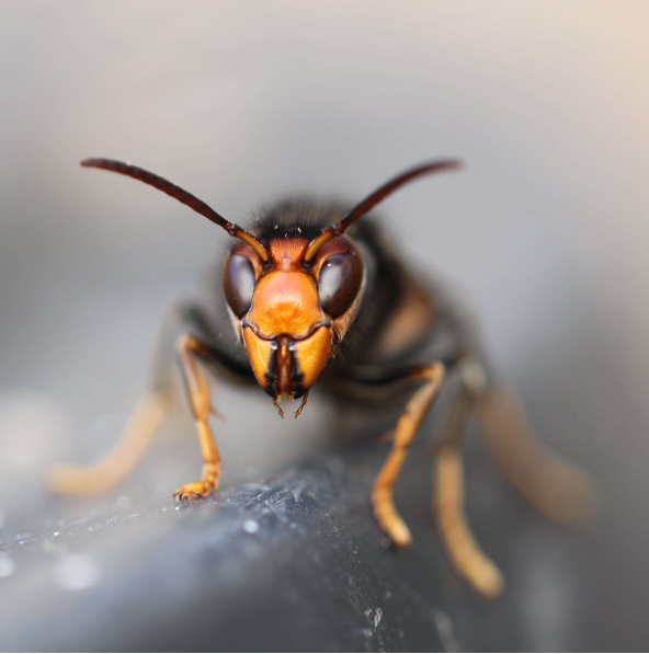 Frelon asiatique femelle fondatrice-Vespa velutina par FOUASSON Marie