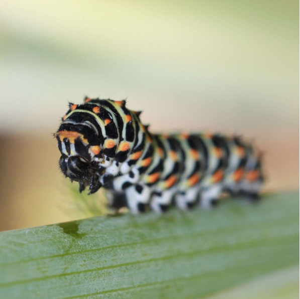 Chenille du Machaon ou Grand porte-queue-Papilio machaon par FOUASSON Marie